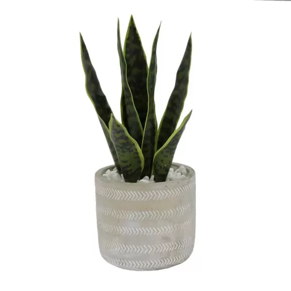 Flora Bunda 12 in. Snake Plant in 4.75 in. Arrow Cement Planter