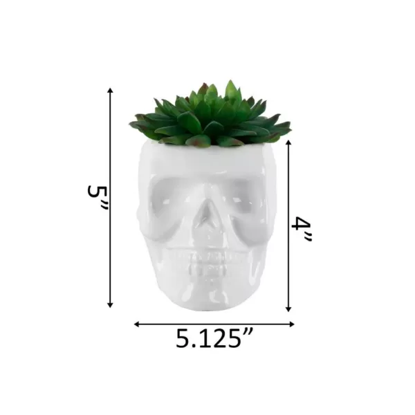 Flora Bunda 4.5 in. x 3.5 in. Artificial Succulent in White Ceramic Sugar Skull