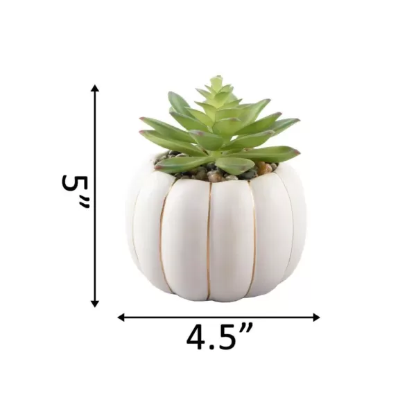 Flora Bunda 5 in. H Fall Harvest Artificial Plant Green Faux Succulent in 4 in. Cream Ceramic Pumpkin Pot with Gold Line