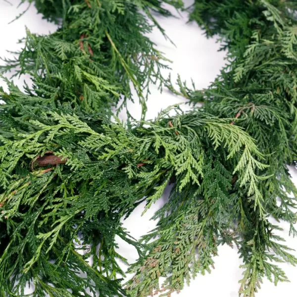 VAN ZYVERDEN 15 ft. Live Fresh Cut Pacific Northwest Cedar Mix Coil Garland